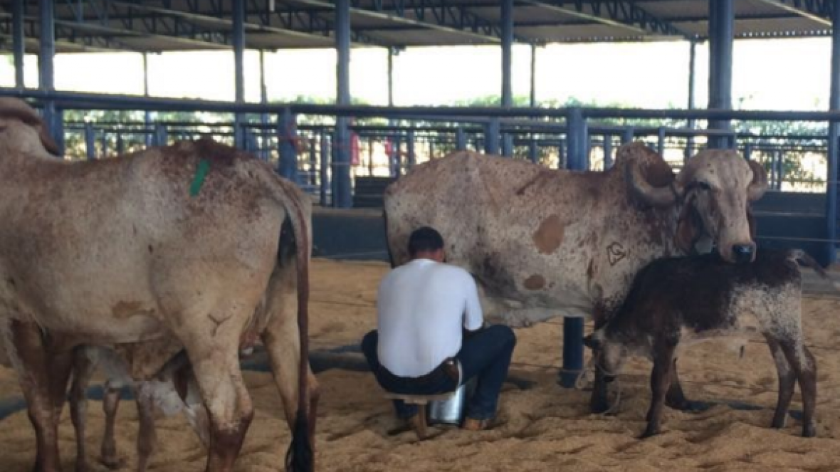 Matrizes começam a chegar para o 5º Concurso Leiteiro Natural na ExpoGenética