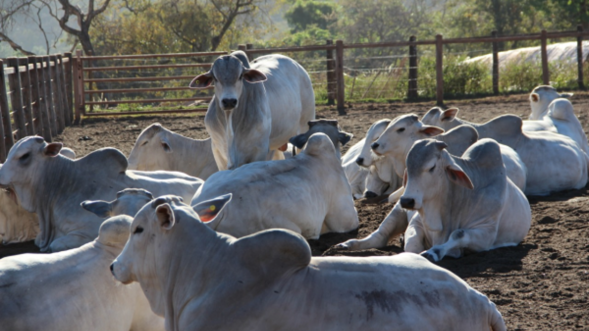 PNAT atinge marca de 100 mil doses distribuídas