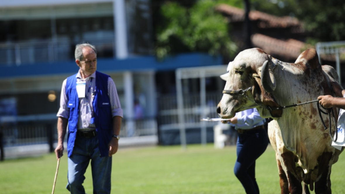 Criadores poderão indicar jurados para ExpoZebu 2018
