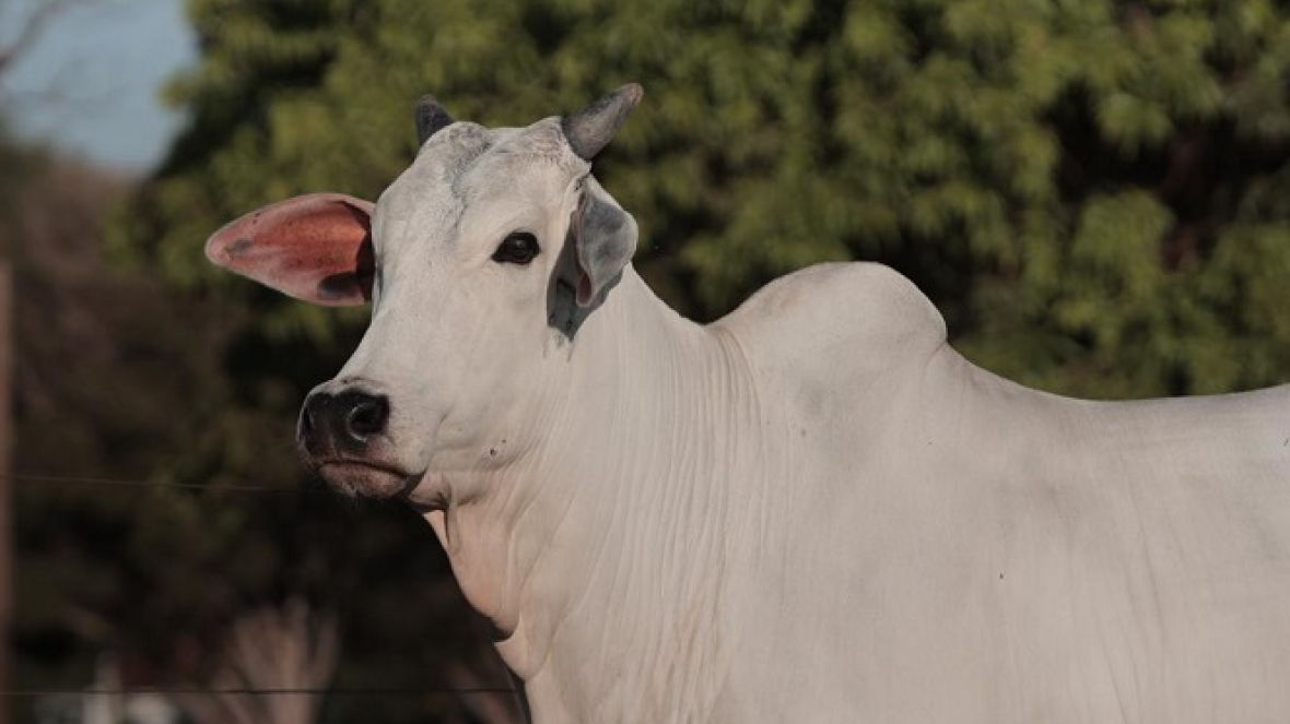 PMGZ: matriz ativa líder do programa é do criatório Grupo Costa