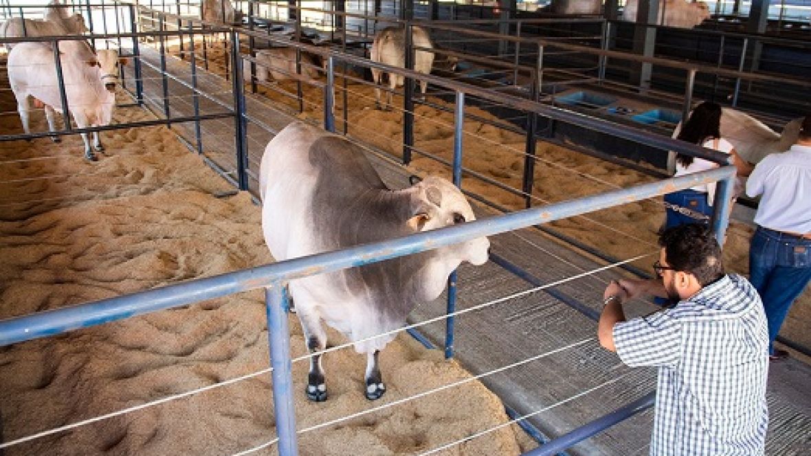 ExpoGenética 2019: Animais começam a chegar ao Parque Fernando Costa