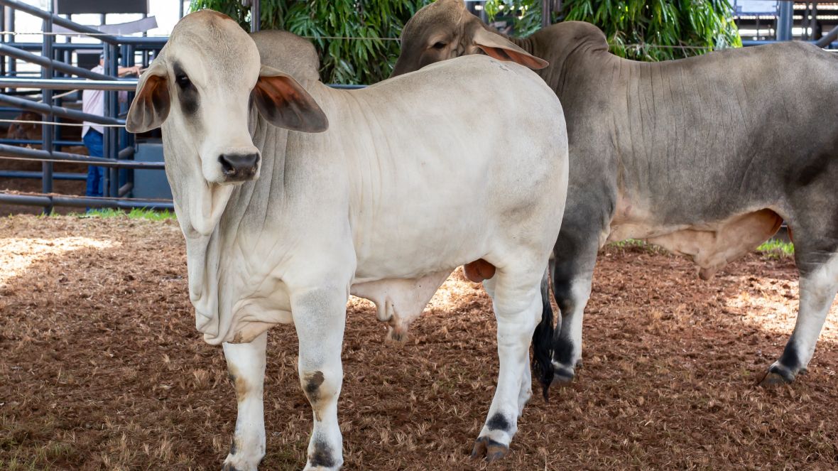 91ª ExpoZebu: inscrições para o julgamento Brahman a Campo já estão abertas
