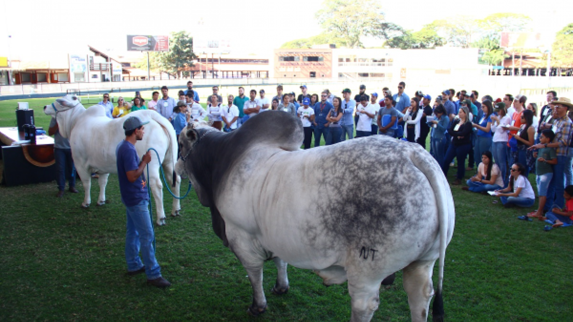 Curso de julgamento movimenta Parque Fernando Costa