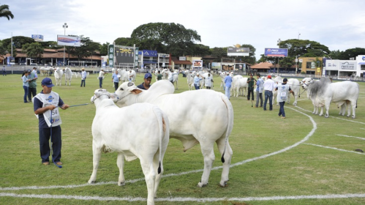 Começam os julgamentos de animais na ExpoZebu 2015