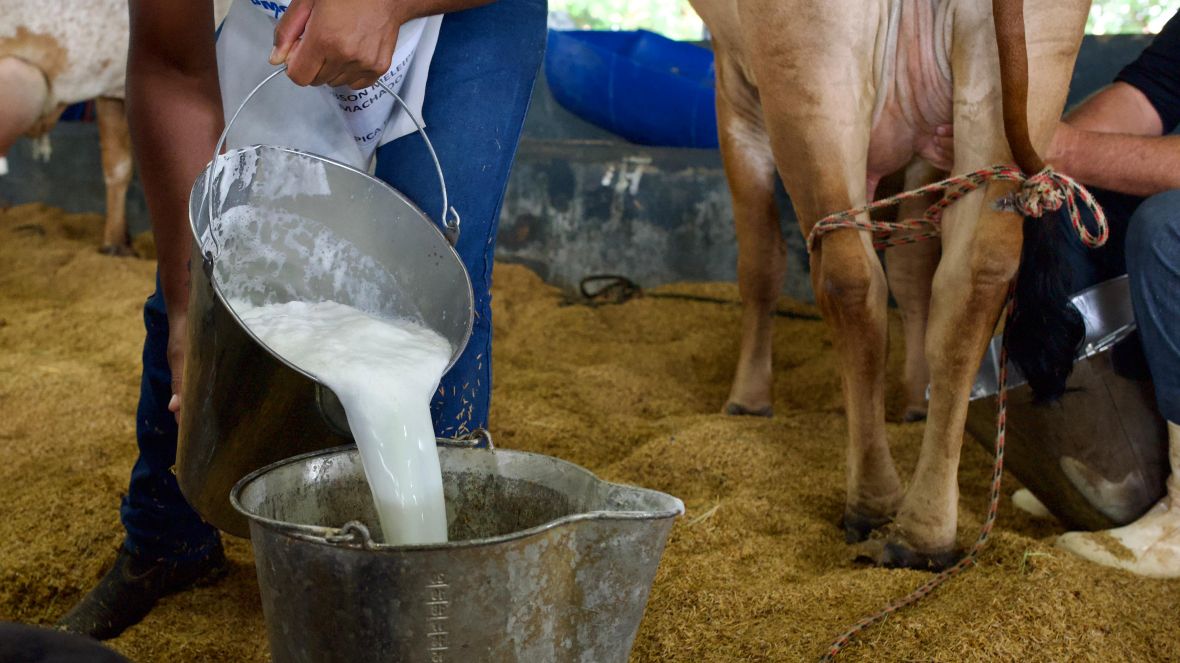 Concurso Leiteiro marca início da programação da 2ª ExpoLeite, em Uberaba (MG)