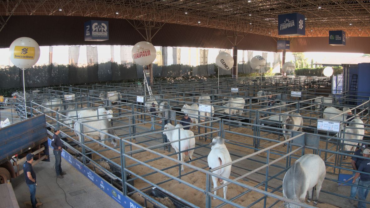 ExpoGenética 2025: Leilão PNAT chega à oitava edição com touros altamente provados