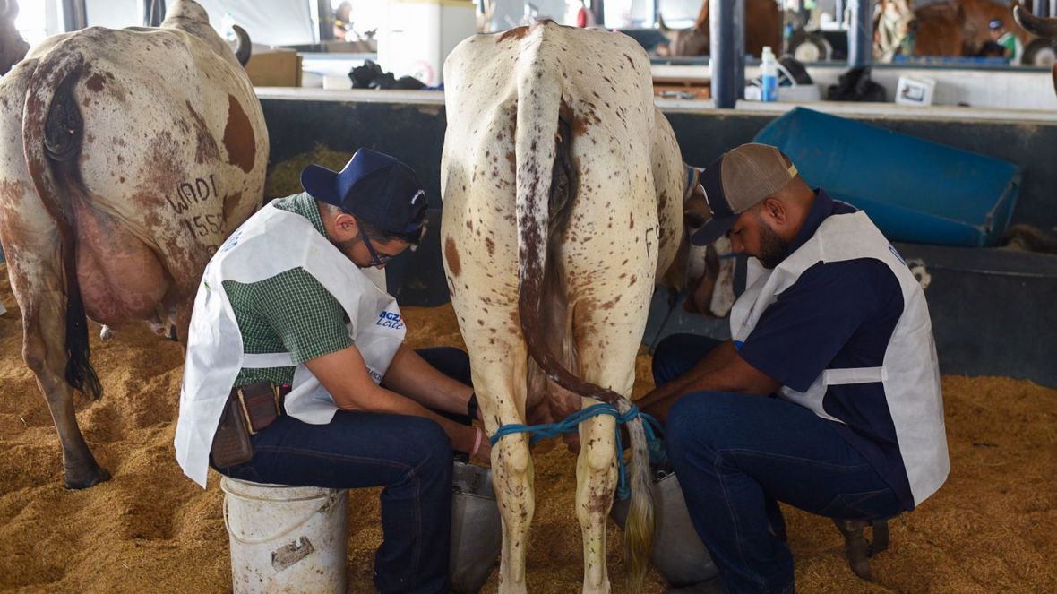 89ª ExpoZebu: pesagens oficiais do 44º Concurso Leiteiro estão disponíveis para consulta no site da ABCZ