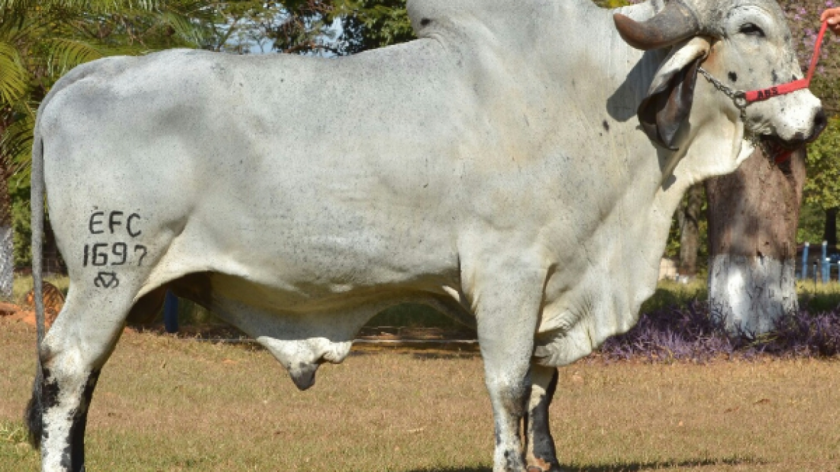 Brazillian Cattle contribui para exportação de 20 mil doses à India