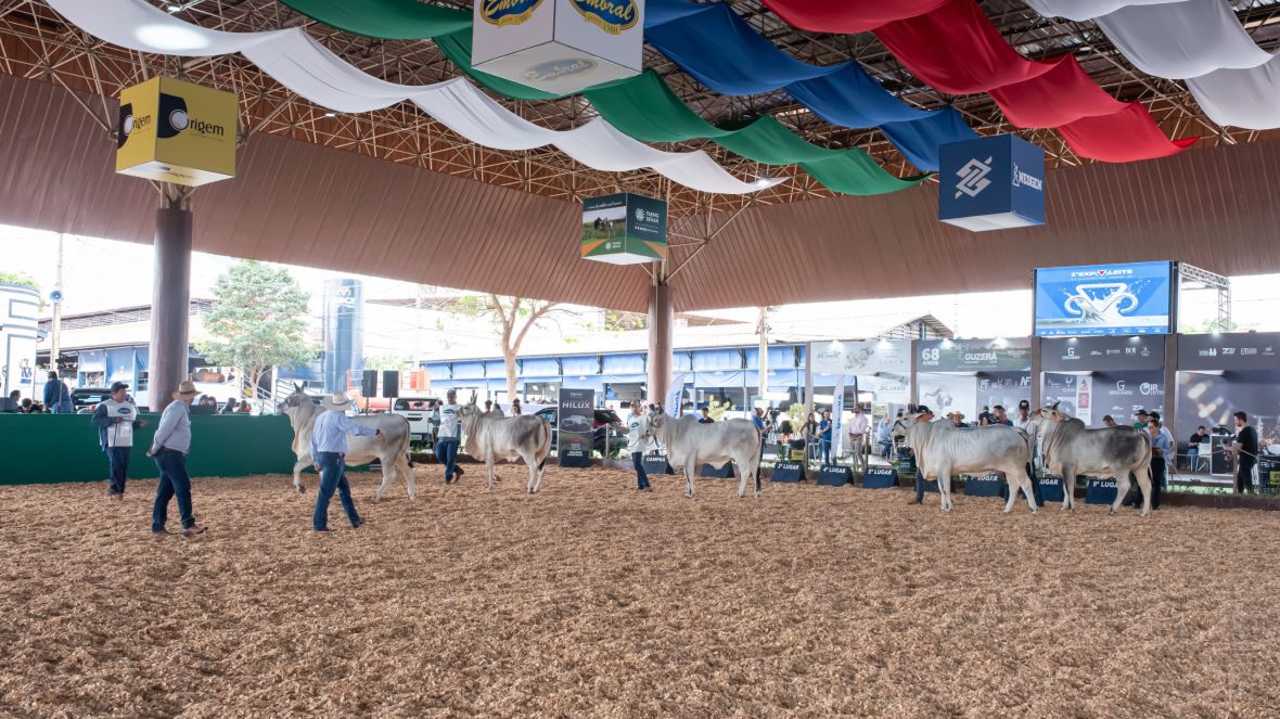 Conheça os campeões do Guzerá na pista da ExpoLeite e 17ª Exposição Nacional da Raça Guzerá