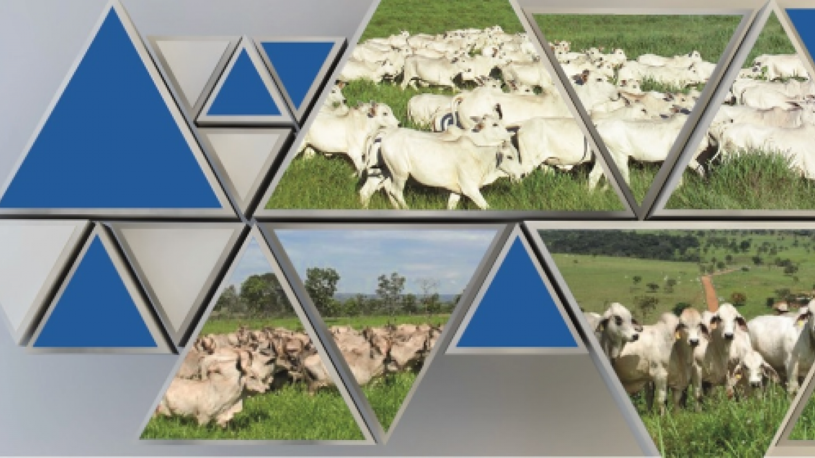 Julgamento Zebu a Campo acontece no dia 3 de maio