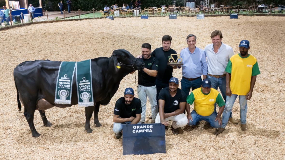 Vaca Girolando meio-sangue é eleita a Suprema da 2ª ExpoLeite, em Uberaba (MG)