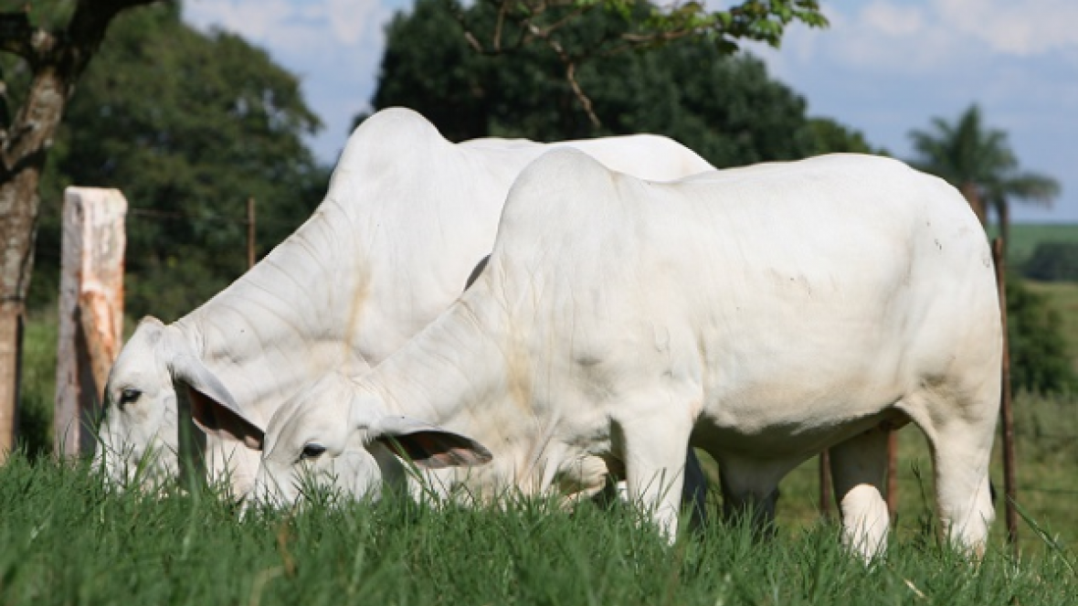 Inscrições abertas para dois cursos de Pós-Graduação da FAZU
