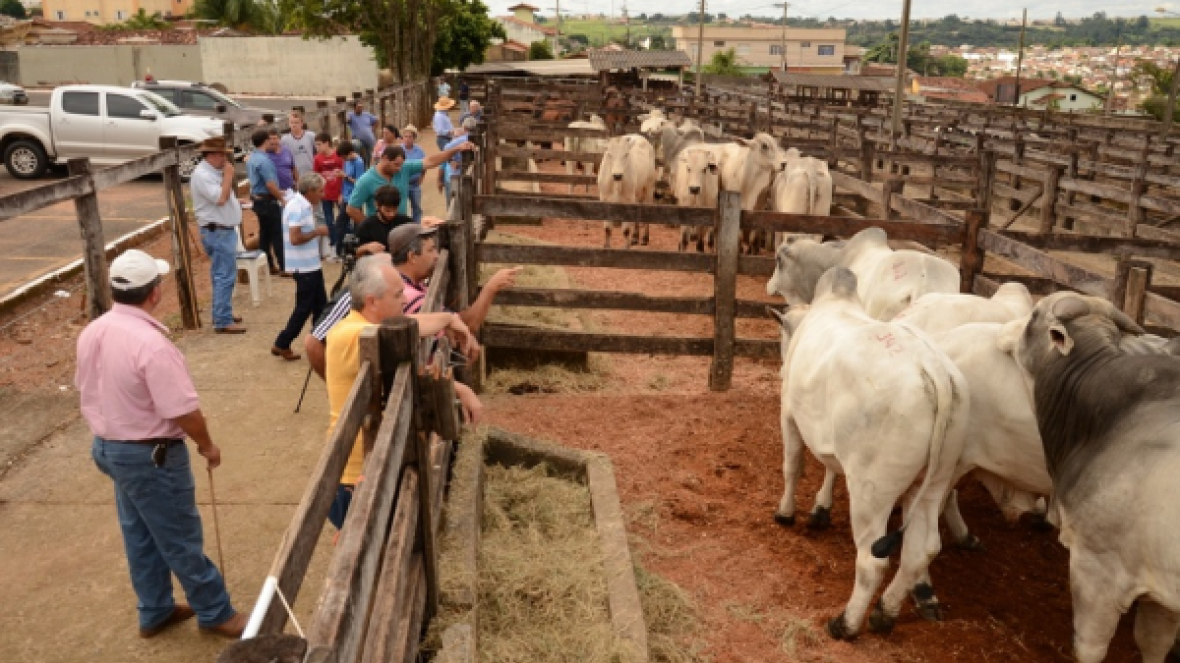 Feiras do Pró-Genética vendem mais de 60 touros