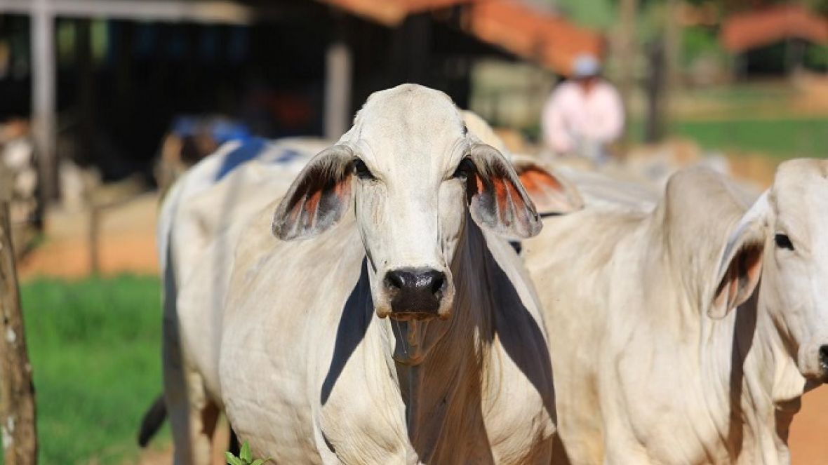 Brasil realiza primeira exportação de embriões zebuínos produzidos in vitro para o Peru
