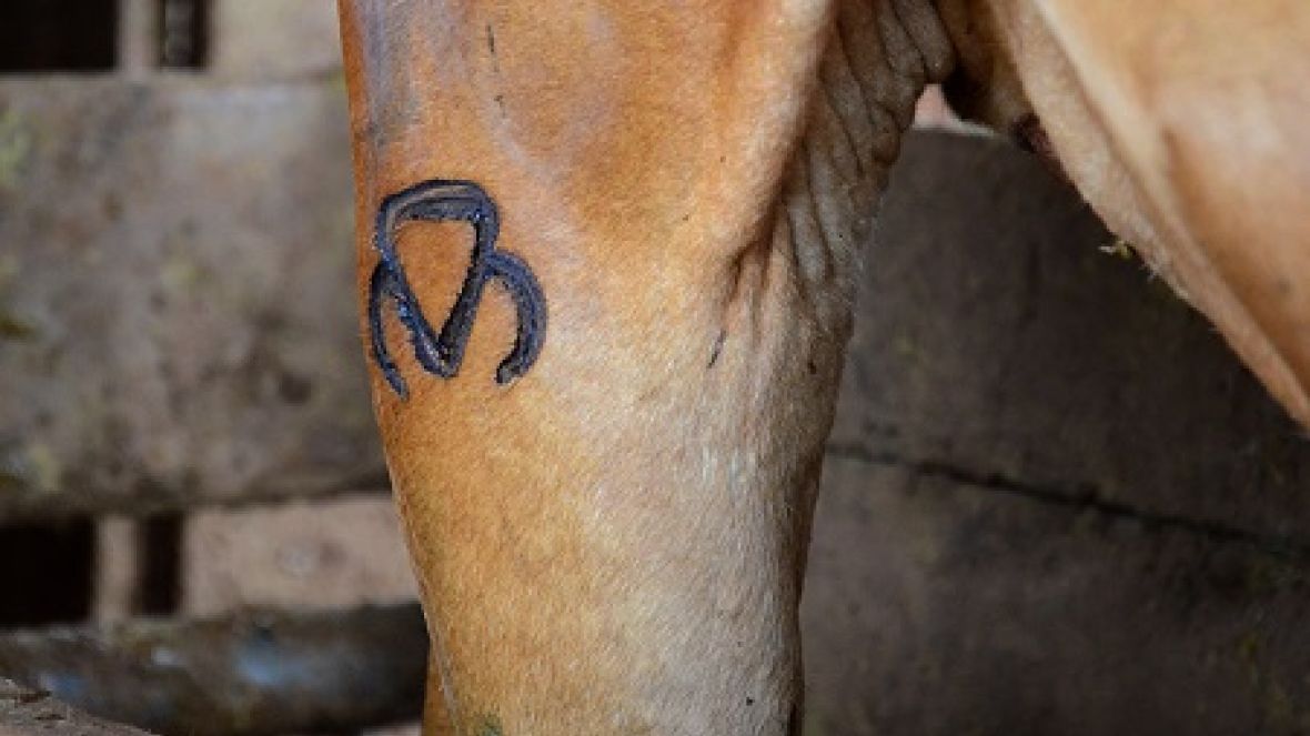 ABCZ mantém desconto para promover raças zebuínas e seus cruzamentos