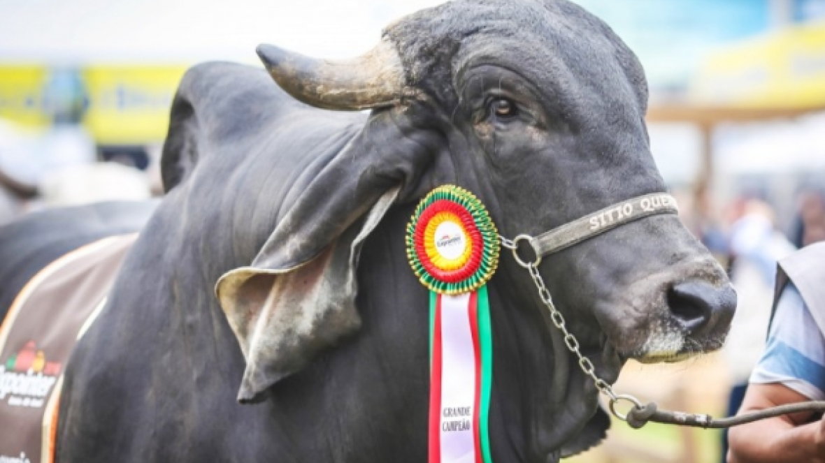 Estão abertas as inscrições de zebuínos para a Expointer 2017