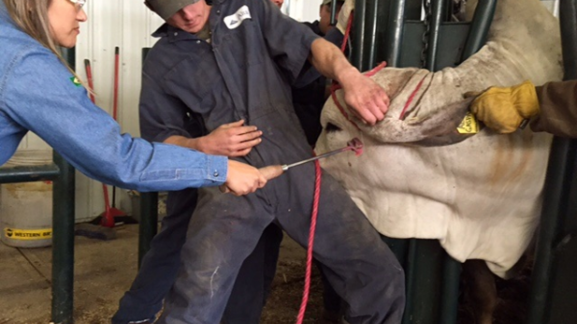 ABCZ registra animais no Canadá