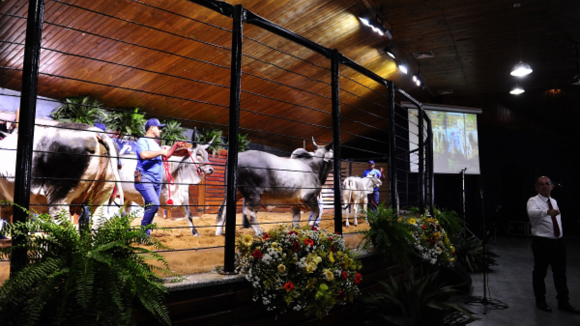 Mais de R$35 milhões já foram movimentados em leilões da ExpoZebu 2019