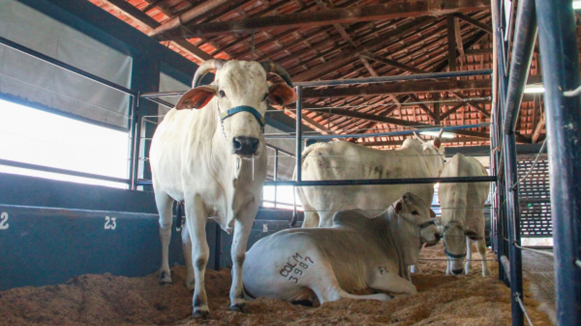 Matrizes Claudio Sabino 2016 são anunciadas na ExpoGenética