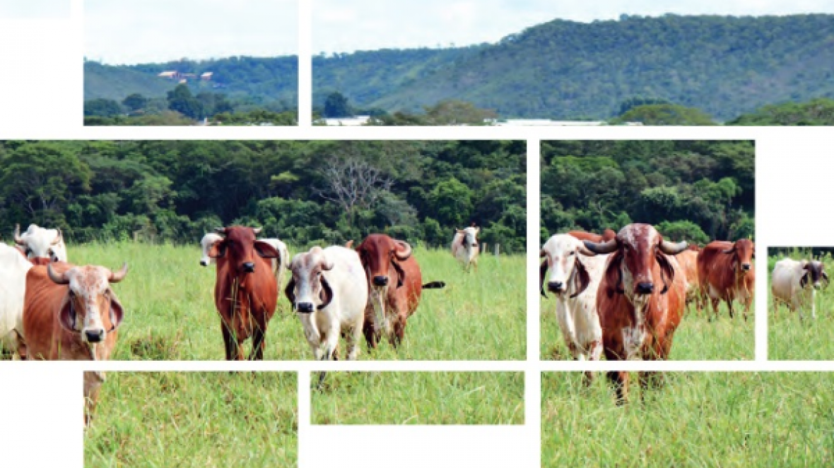 Gerente do PMGZ Leite participa de Prova Brasileira de Produção de Leite a Pasto 