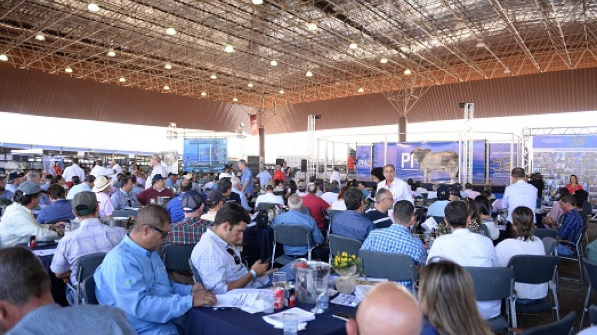1º Leilão de Touros PNAT oferta genética de qualidade e movimenta mais de meio milhão de reais