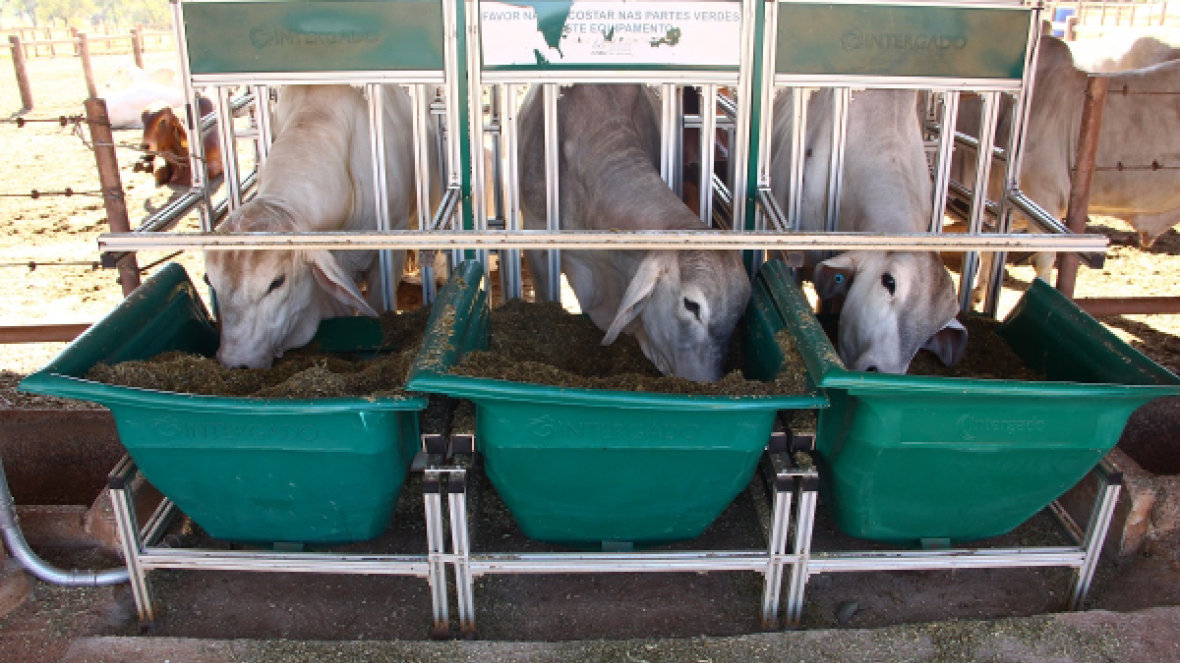 PNAT 2019: número de animais inscritos supera em mais de 50% com relação a 2018