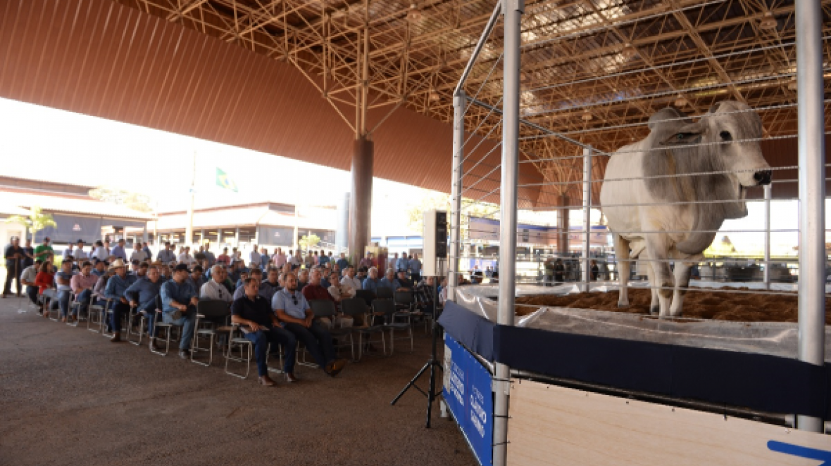 PNAT inova com apresentação de touros em movimento