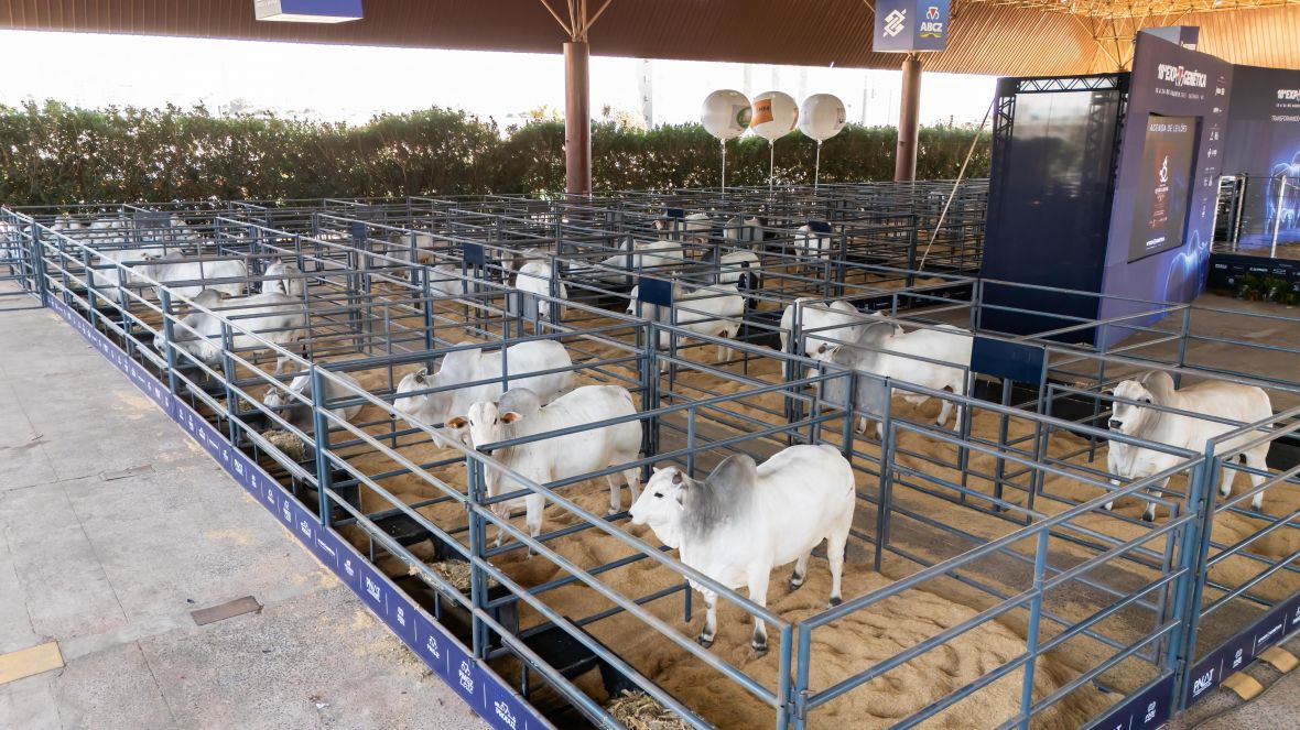 18ª ExpoGenética: touros PNAT chegam ao Parque Fernando Costa; avaliação acontece na quarta-feira (20)