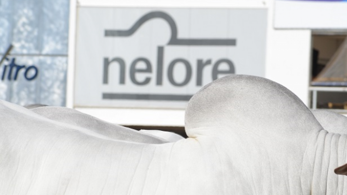 Leilões da Expoinel movimentam mais de 6 milhões