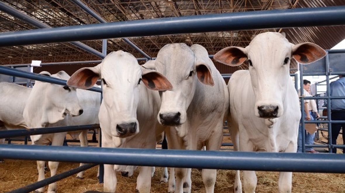 ExpoGenética 2019: Confira a programação para esta quinta-feira (22)