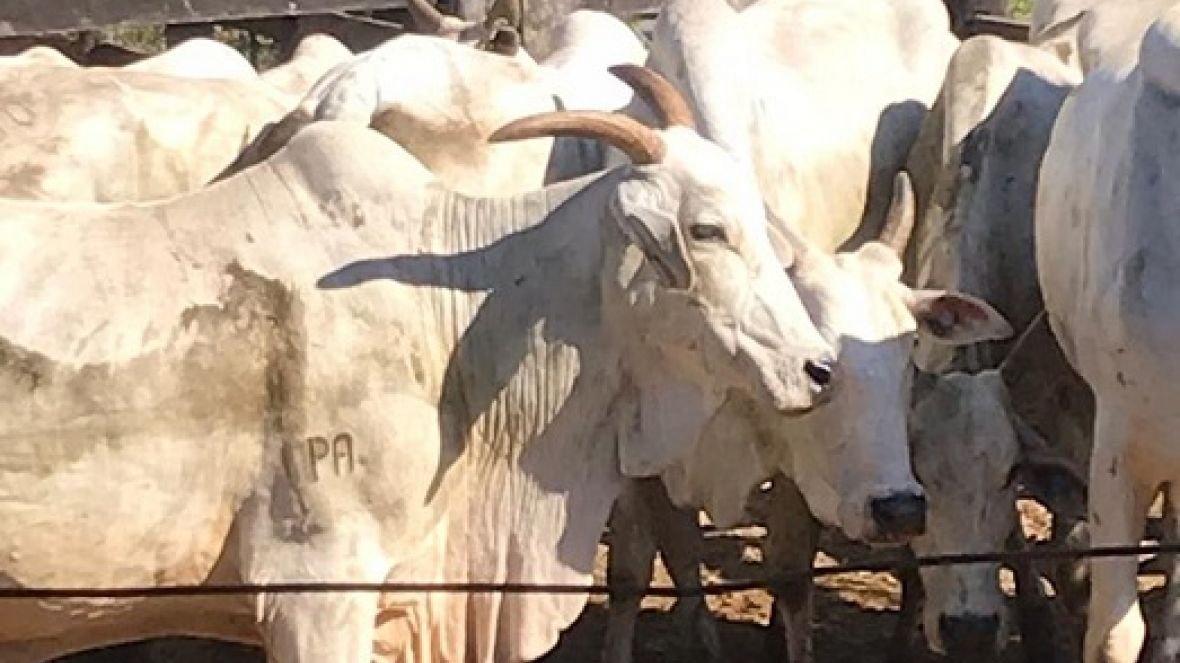 Fazenda Marambaia adere ao PMGZ e ao PMGZ Comercial