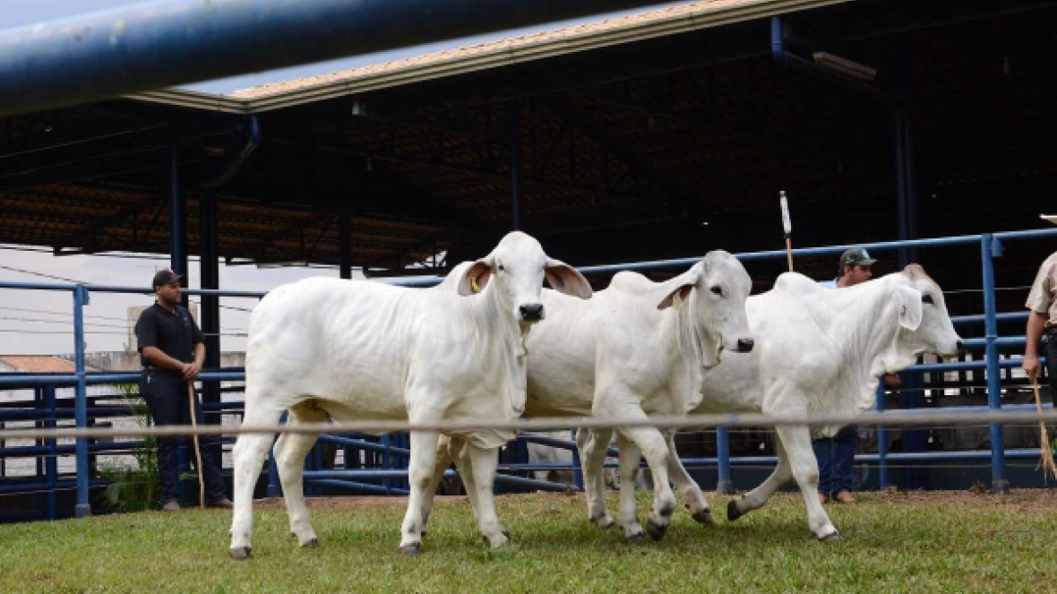 Carne Brahman será lançada na 14ª ExpoBrahman