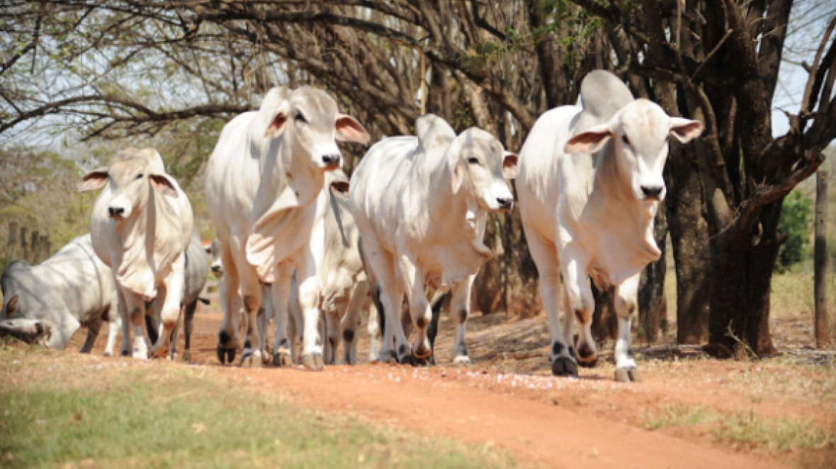 ABCZ supera marca de 1.000 PGPs confinadas 