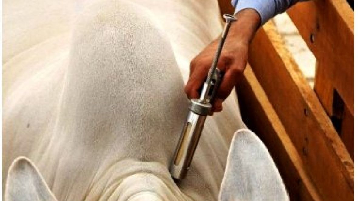 MAPA libera uso de avermectinas 