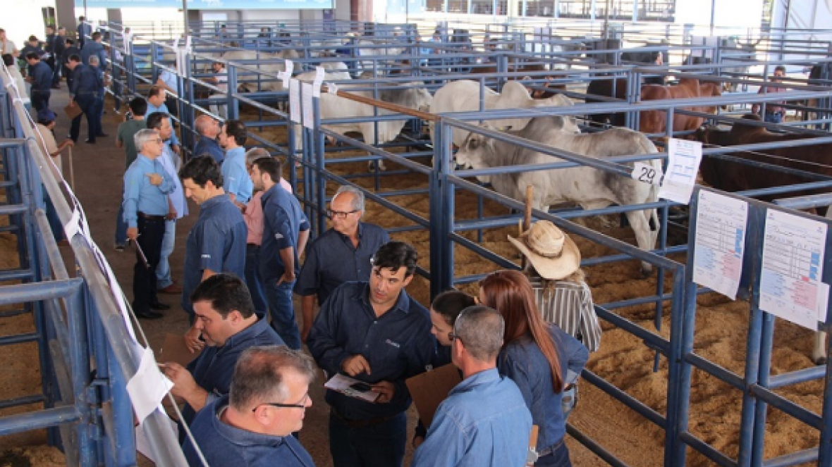 Criadores e técnicos votam na escolha de touros PNAT 2017