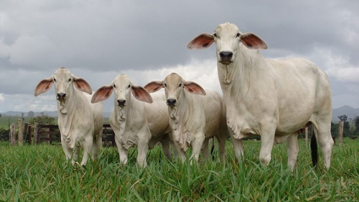 PMGZ publicará novas Deps para a raça Tabapuã durante a 10ª ExpoGenética