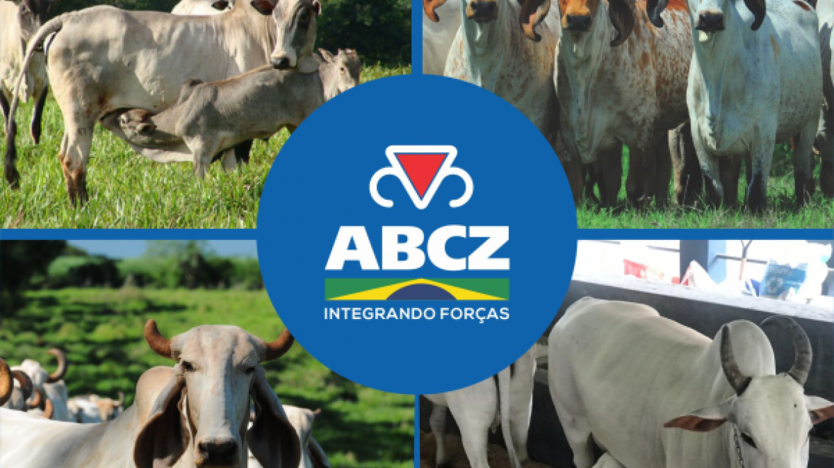 ABCZ cria estratégias para fomento de raças zebuínas