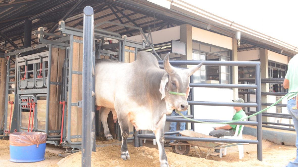 ExpoZebu 2018: Primeiros animais começam a chegar a partir da próxima segunda (16)