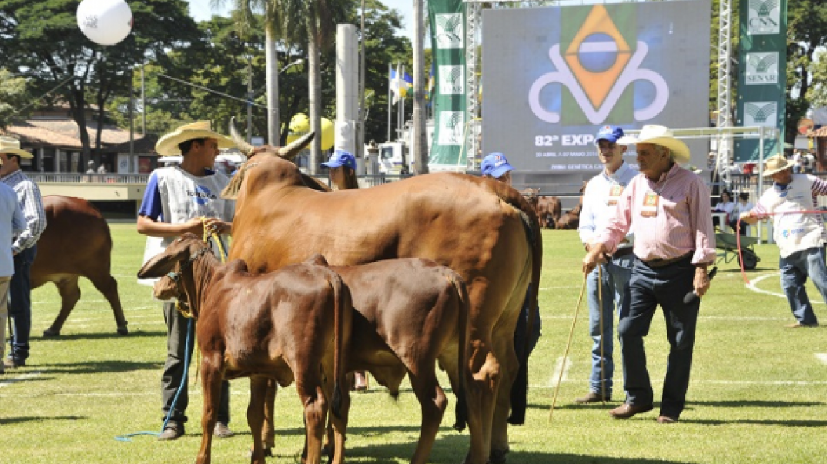 Matriz Modelo dá um show na pista de julgamento da ExpoZebu 
