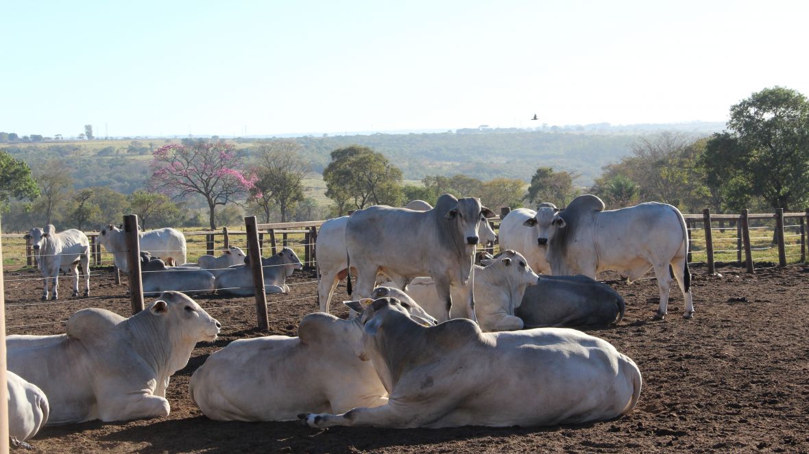 ABCZ divulga a última lista de touros pré-aprovados para o PNAT