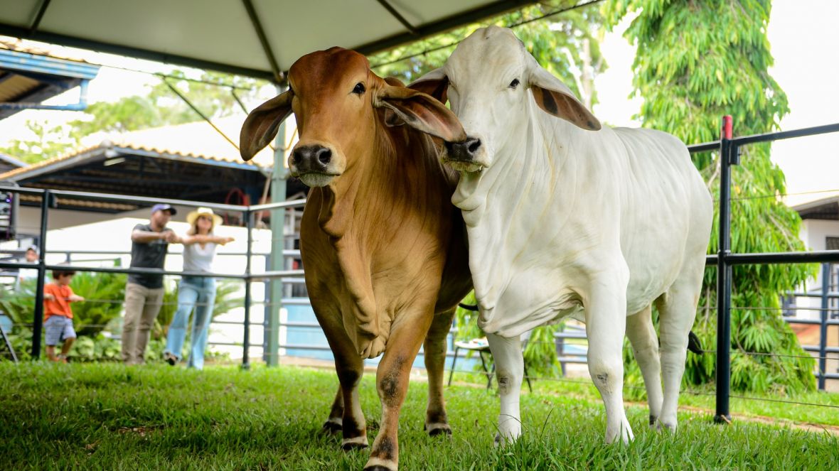 Raça Brahman terá jurado internacional na 89ª ExpoZebu