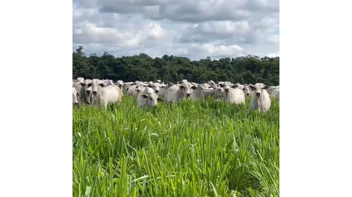 PMGZ Carne: tem início nova fase do programa da ABCZ