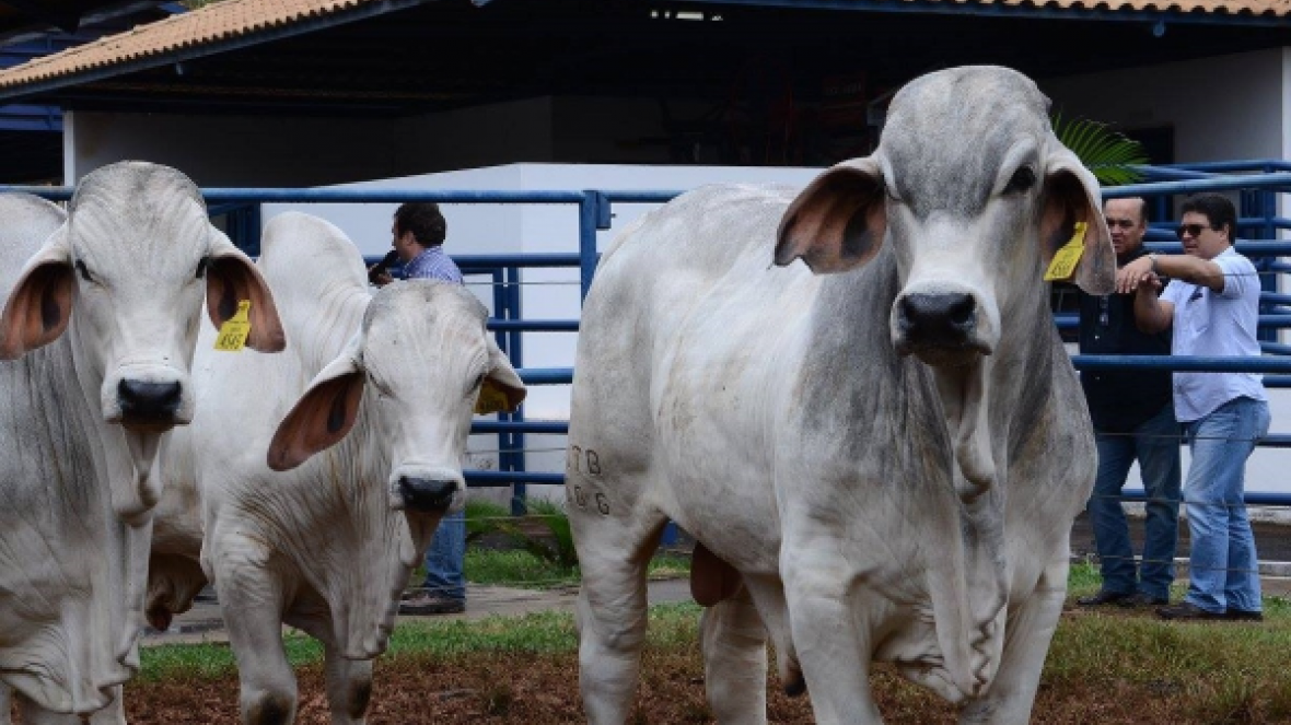 ?Brahman à Campo? terá Gilmar Siqueira de Miranda como jurado