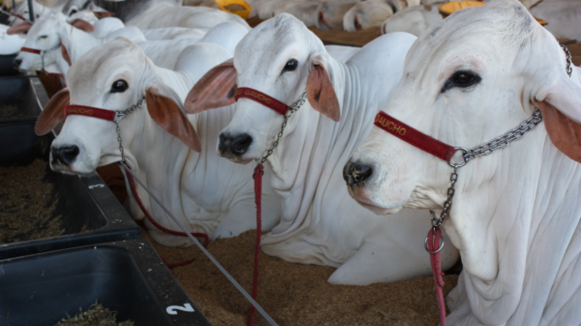 ExpoZebu 2017 vai receber 1776 animais