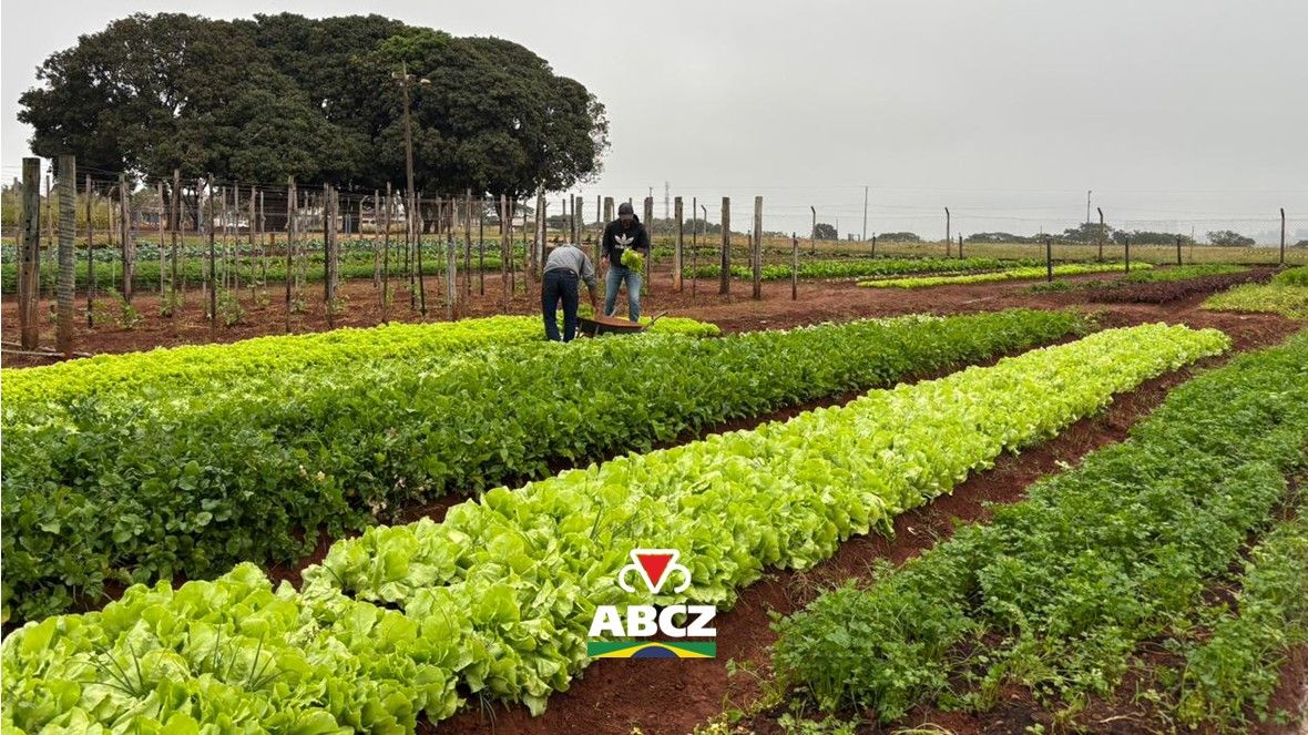 Colheita do projeto NutriJuntos une aprendizado prático, tecnologia e solidariedade