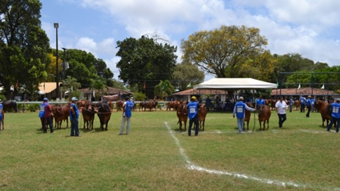 Exposição Nacional do Sindi será na 82ª ExpoZebu 
