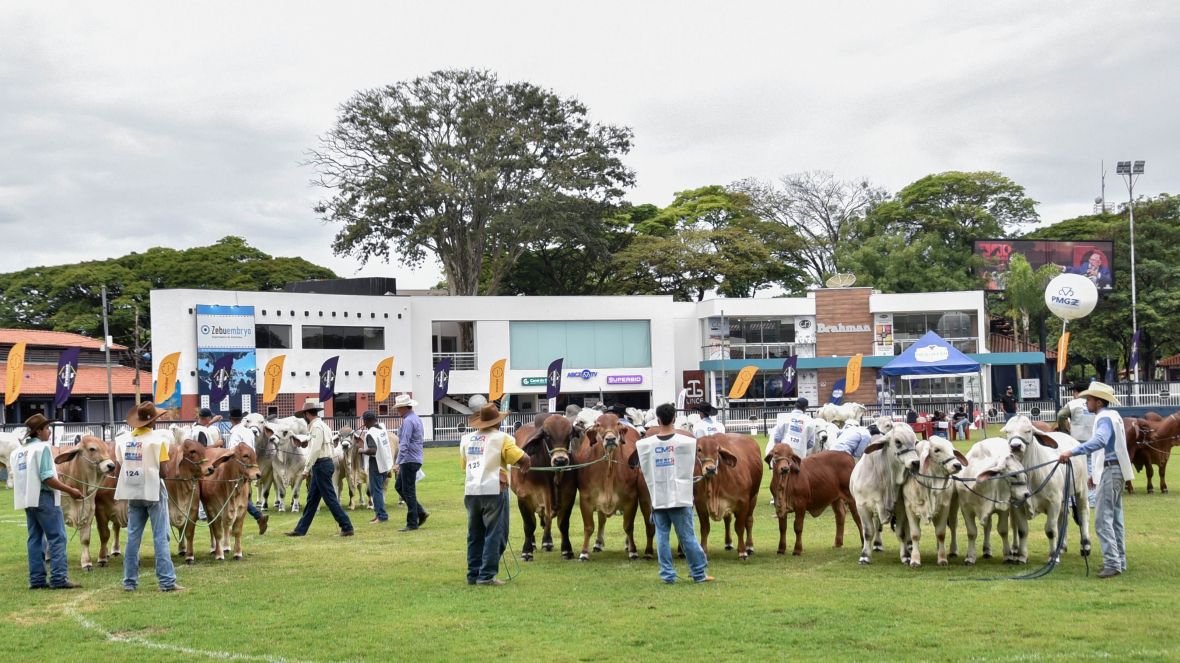 Brahman brasileiro impressiona estrangeiros na 21ª ExpoBrahman