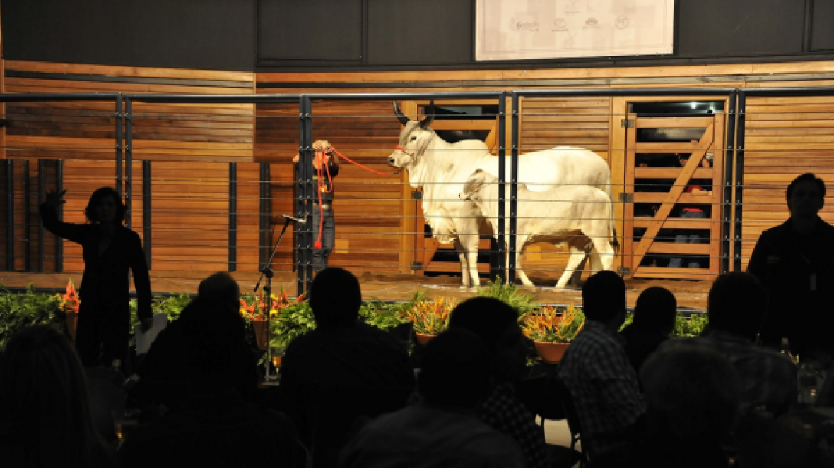 Leilões da ExpoZebu entram na reta final. Movimentação financeira ultrapassa R$32 milhões