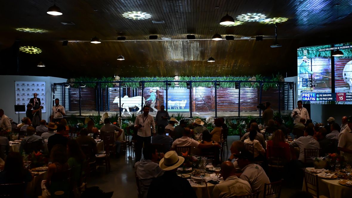 Leilões da 18ª ExpoGenética já movimentaram mais de R$ 92 milhões