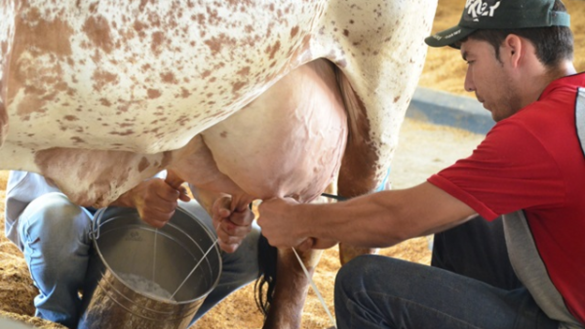 Categoria "Persistência" está garantida no Torneio Leiteiro da ExpoZebu 